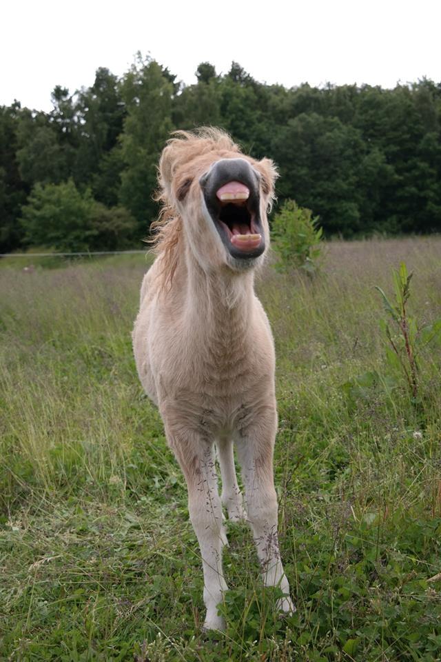 Anden særlig race Kildens Turbo Tim *mikrohest* billede 1