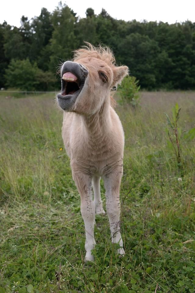 Anden særlig race Kildens Turbo Tim *mikrohest* billede 43