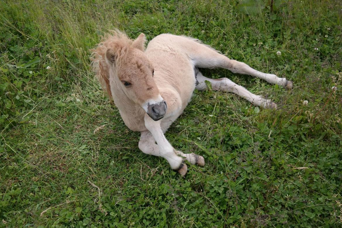 Anden særlig race Kildens Turbo Tim *mikrohest* billede 44