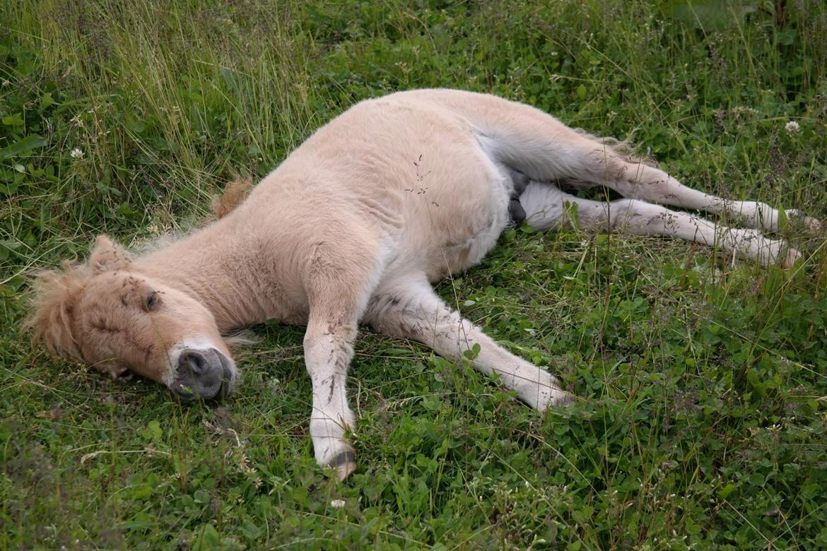 Anden særlig race Kildens Turbo Tim *mikrohest* billede 45