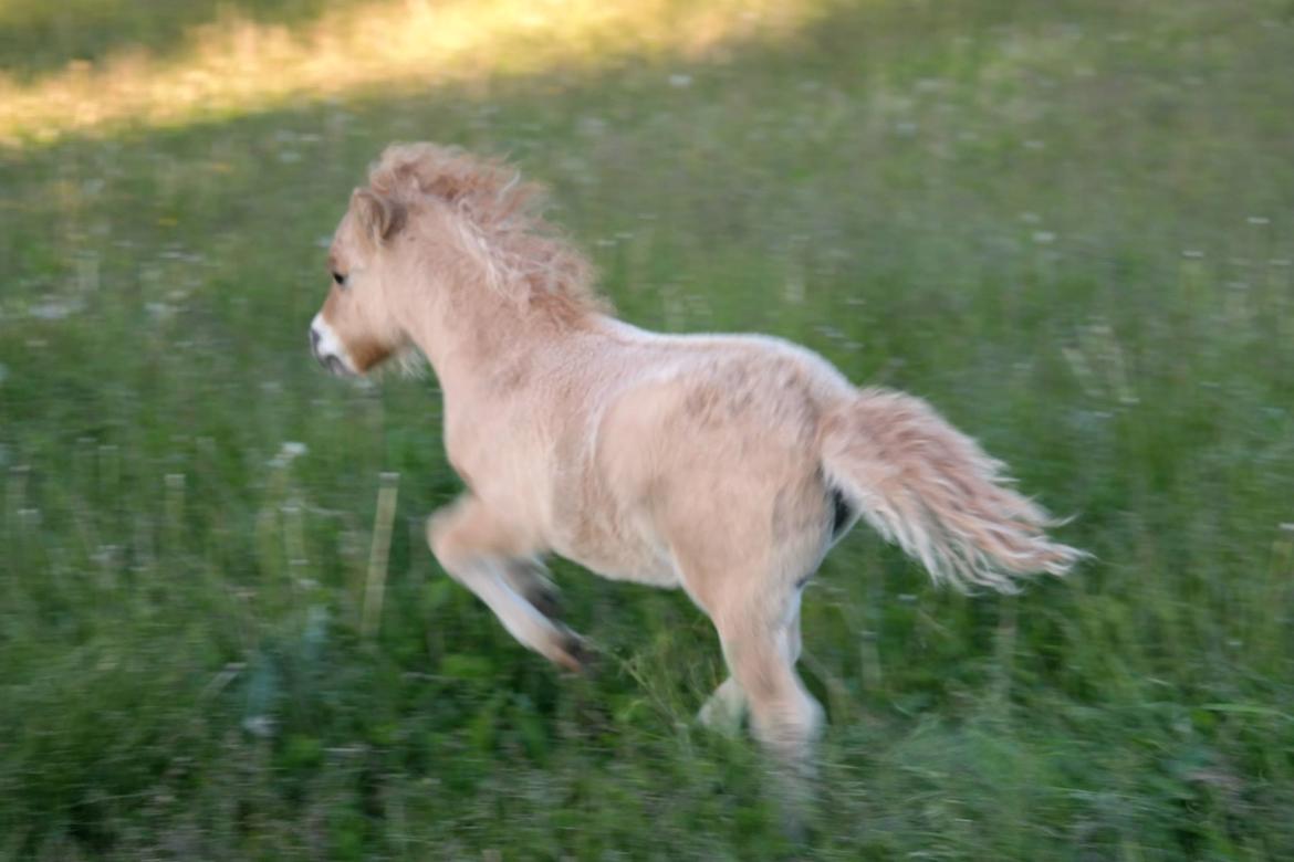 Anden særlig race Kildens Turbo Tim *mikrohest* billede 46