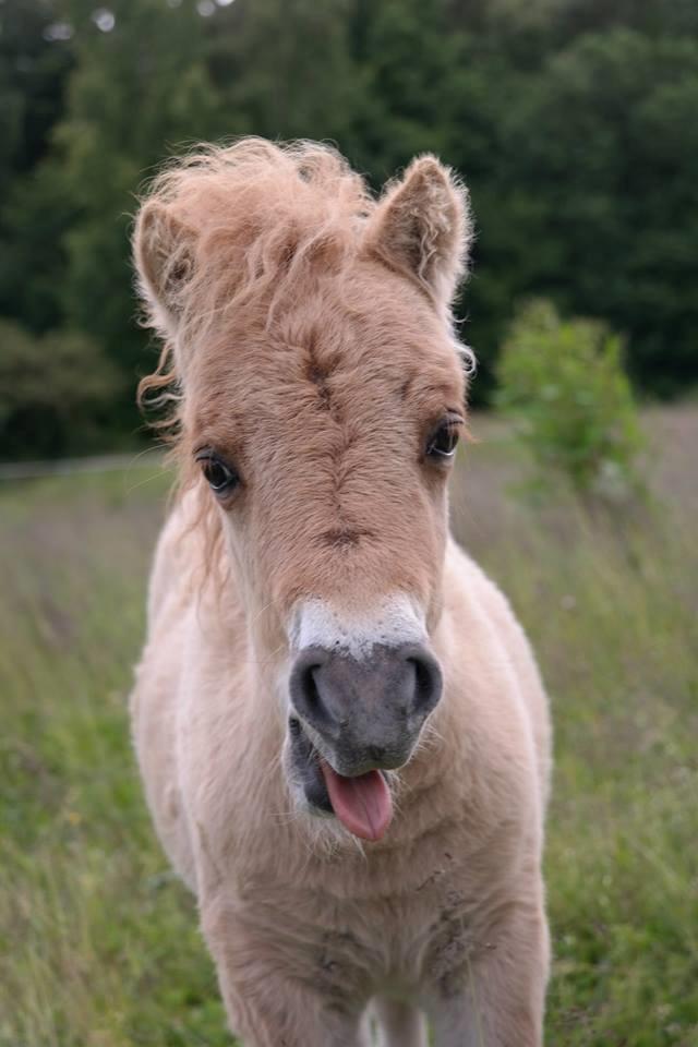Anden særlig race Kildens Turbo Tim *mikrohest* billede 41