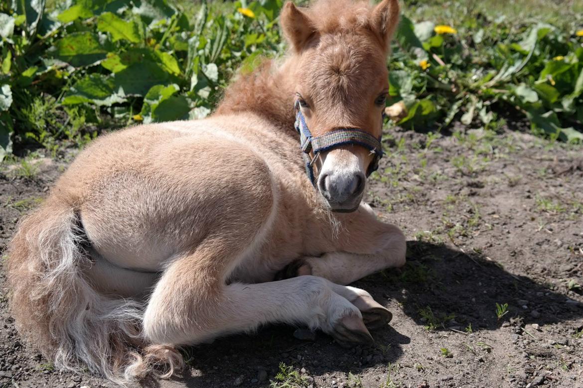 Anden særlig race Kildens Turbo Tim *mikrohest* billede 48