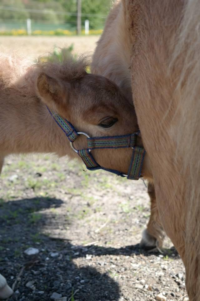 Anden særlig race Kildens Turbo Tim *mikrohest* billede 47