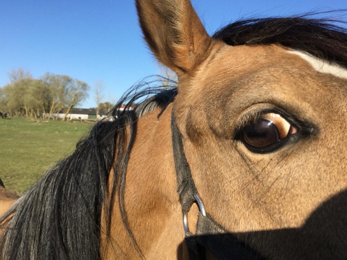 Anden særlig race Roosgårdens Cuba Caramel billede 12