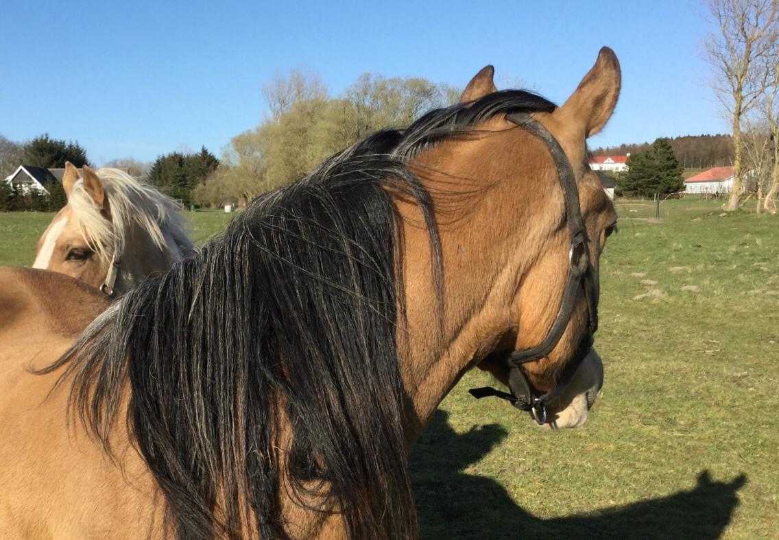 Anden særlig race Roosgårdens Cuba Caramel billede 13
