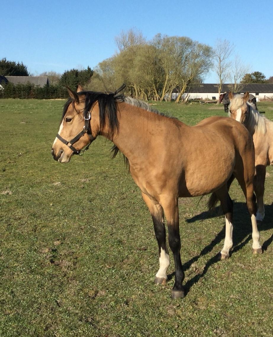 Anden særlig race Roosgårdens Cuba Caramel billede 15