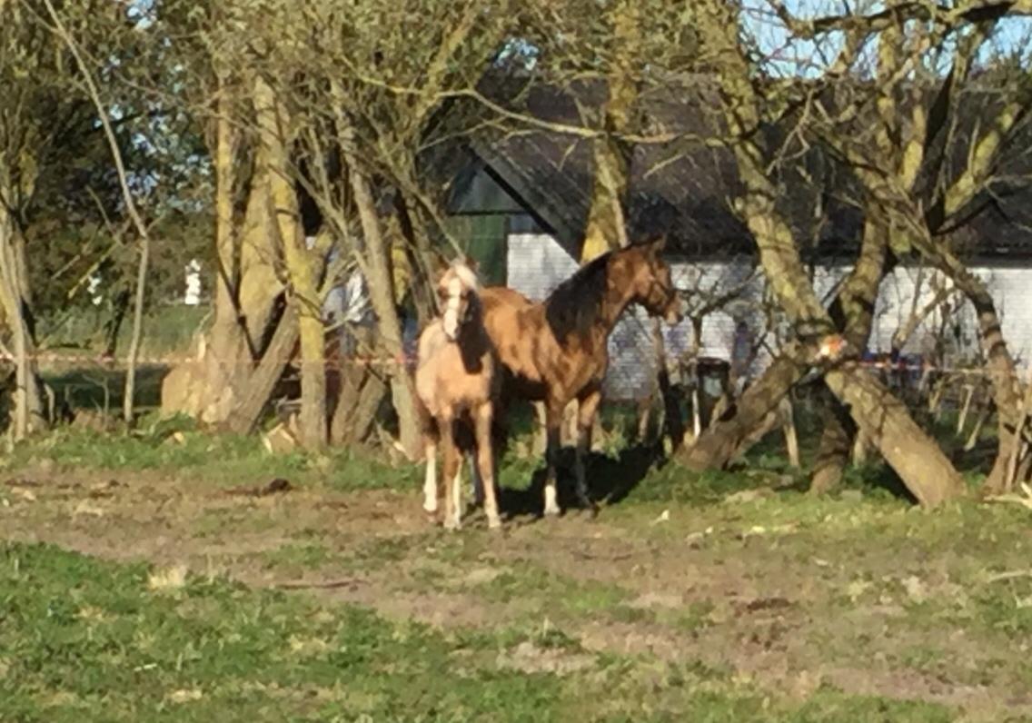 Anden særlig race Roosgårdens Cuba Caramel billede 16