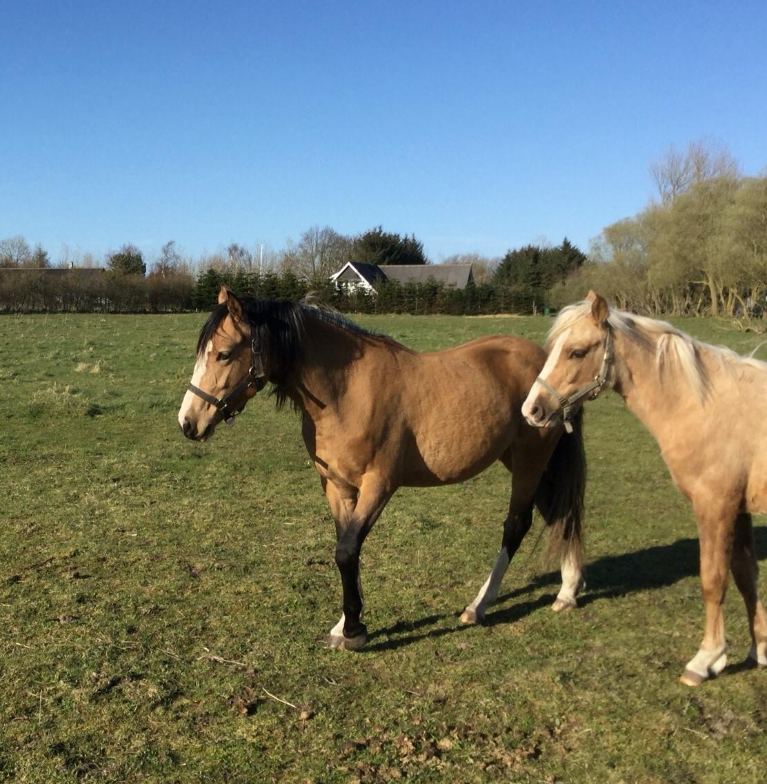 Anden særlig race Roosgårdens Cuba Caramel billede 17