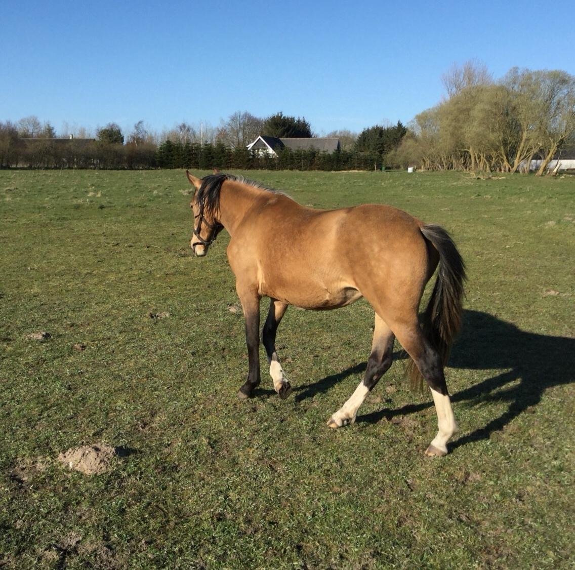 Anden særlig race Roosgårdens Cuba Caramel billede 18