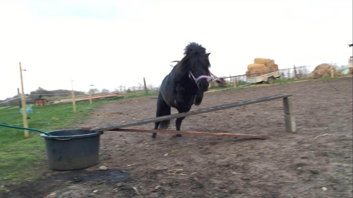 Shetlænder Musse ( SOLGT ) billede 7