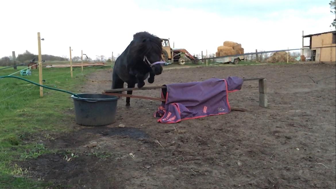 Shetlænder Musse ( SOLGT ) billede 8