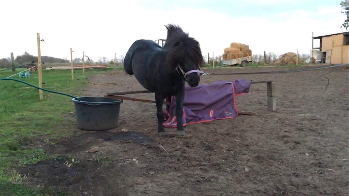 Shetlænder Musse ( SOLGT ) billede 10