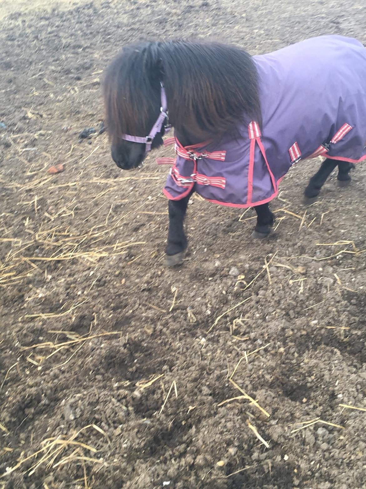 Shetlænder Musse ( SOLGT ) billede 11