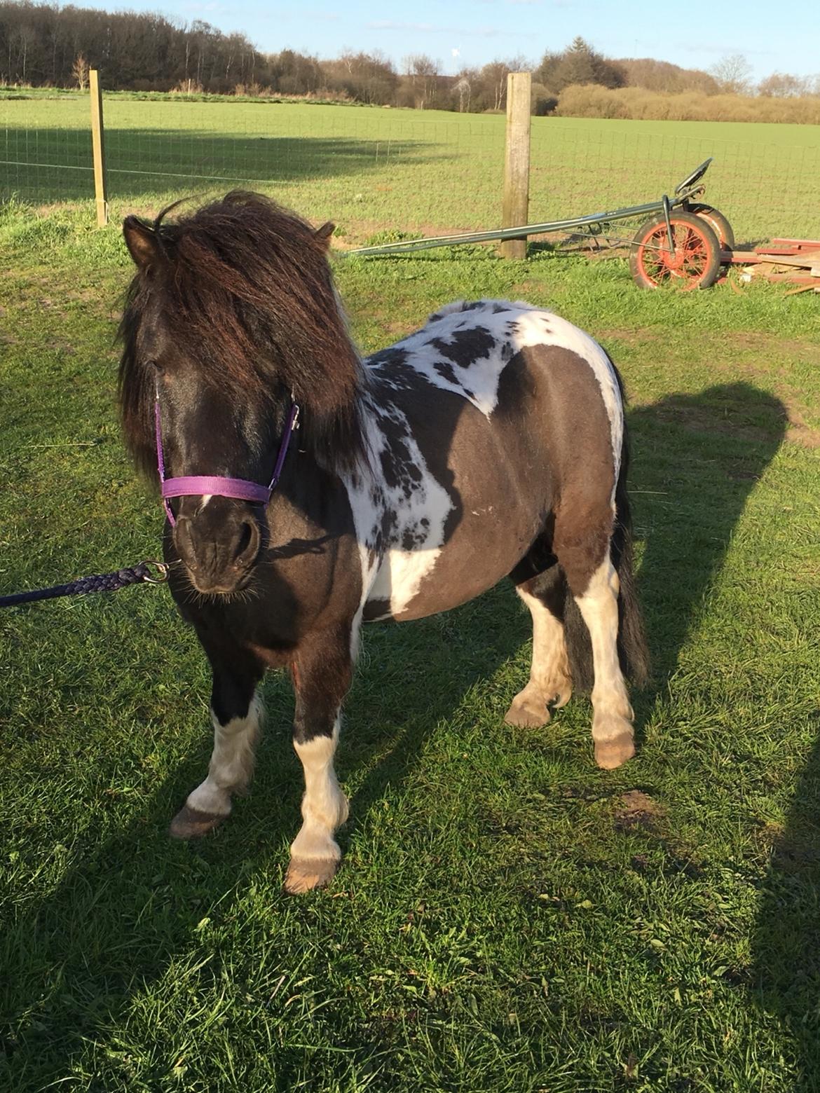 Shetlænder Pongo Bøf ( SOLGT ) billede 2