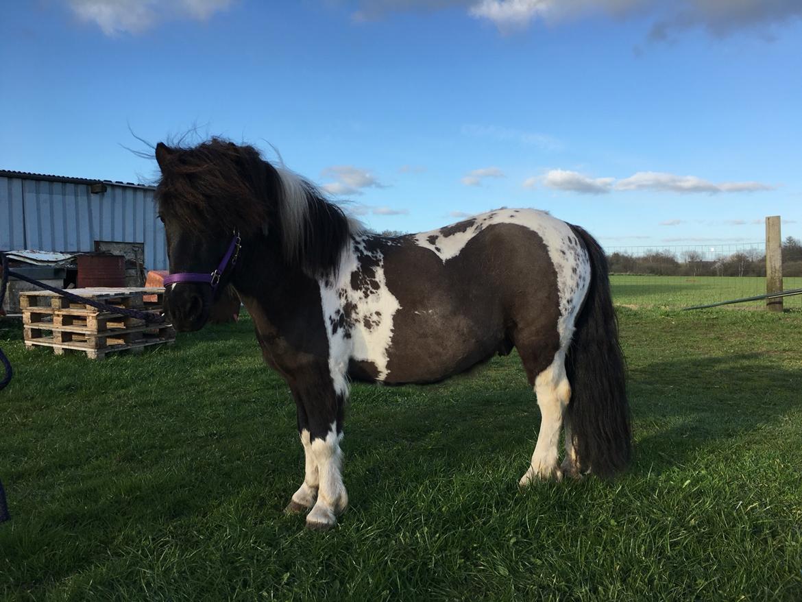 Shetlænder Pongo Bøf ( SOLGT ) billede 1