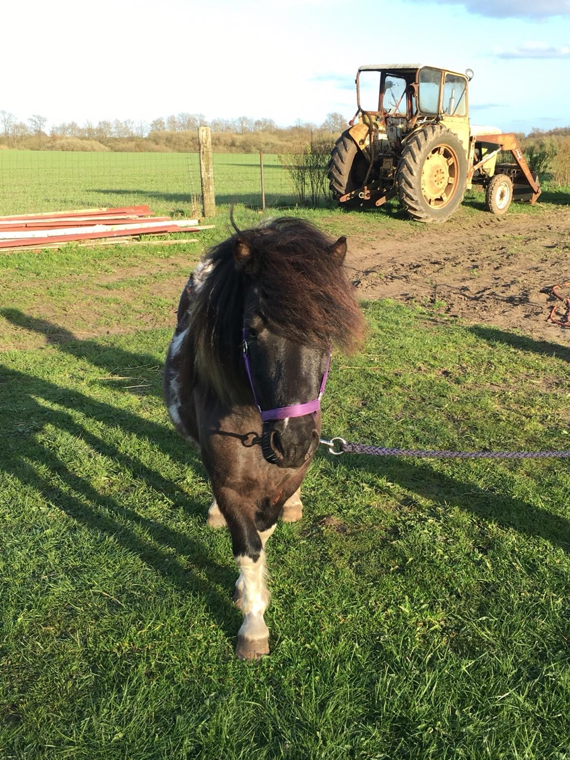 Shetlænder Pongo Bøf ( SOLGT ) billede 3