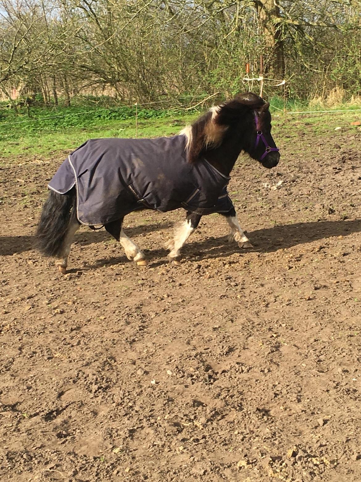 Shetlænder Pongo Bøf ( SOLGT ) billede 4