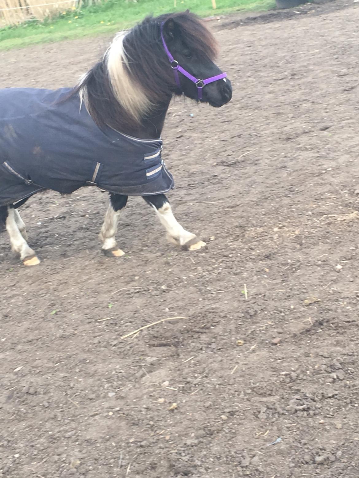 Shetlænder Pongo Bøf ( SOLGT ) billede 5