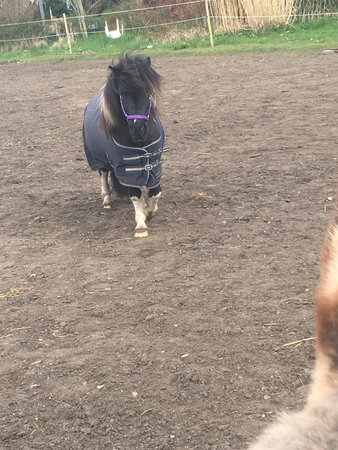 Shetlænder Pongo Bøf ( SOLGT ) billede 6