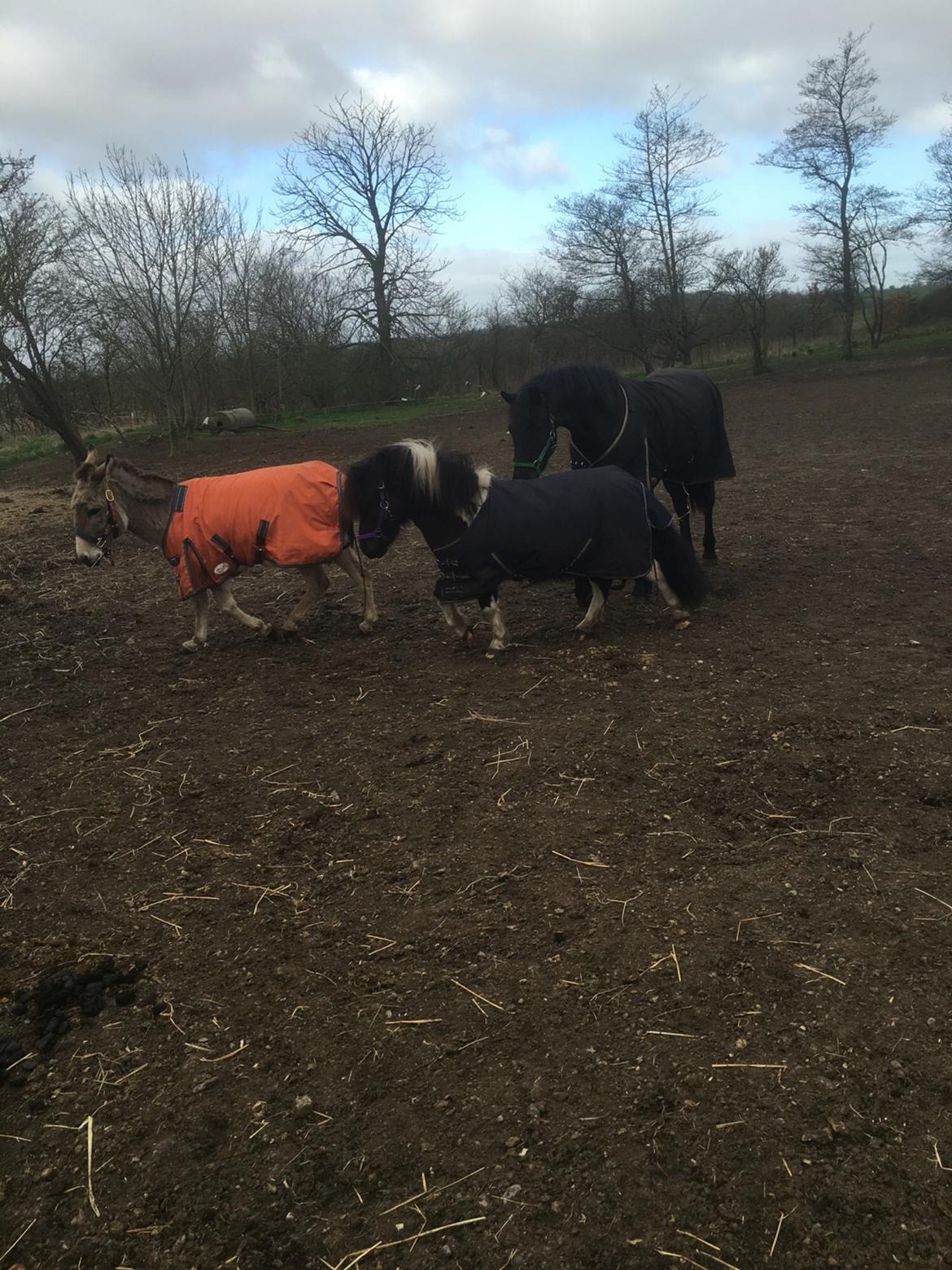 Shetlænder Pongo Bøf ( SOLGT ) billede 8