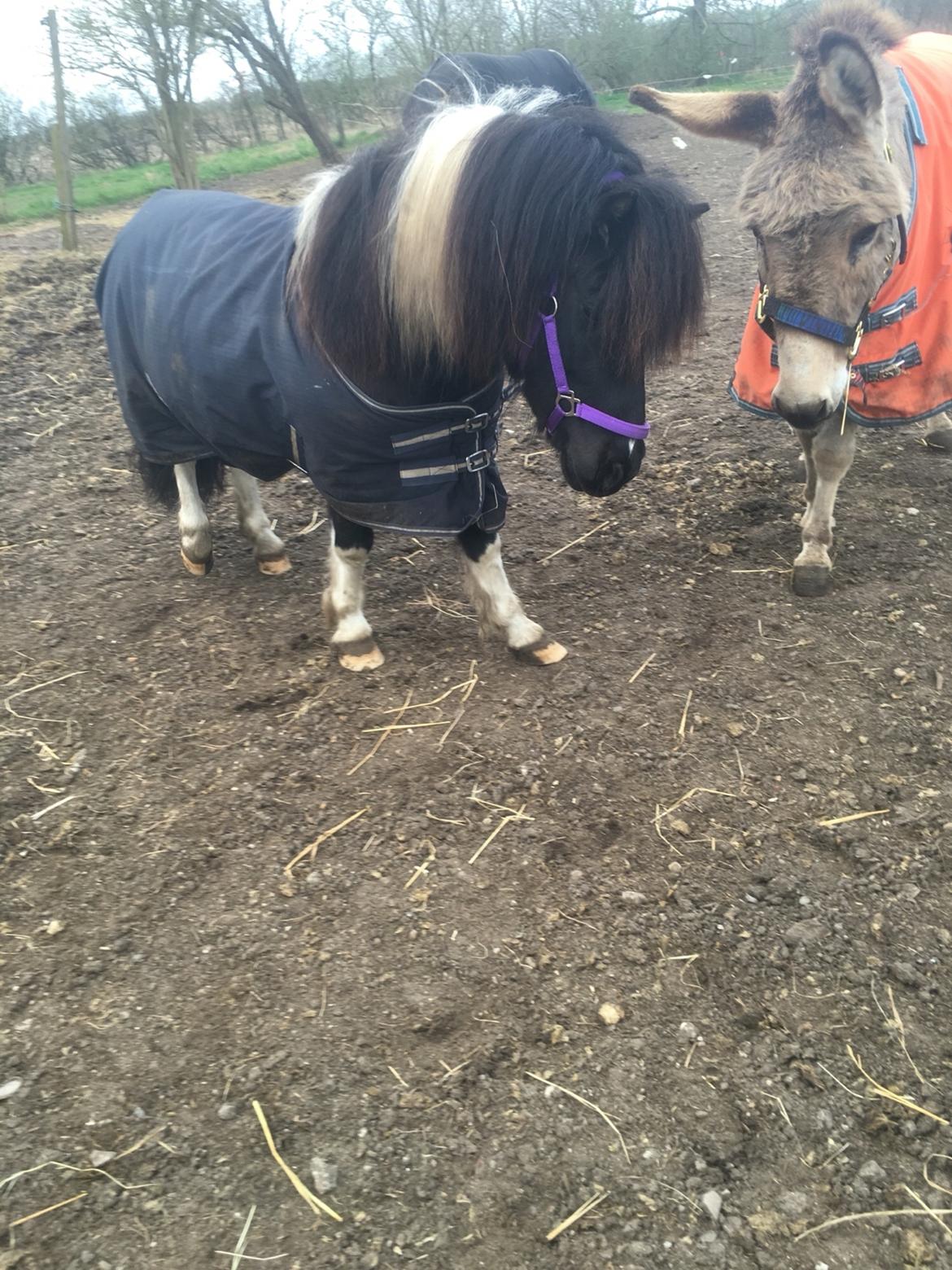 Shetlænder Pongo Bøf ( SOLGT ) billede 7