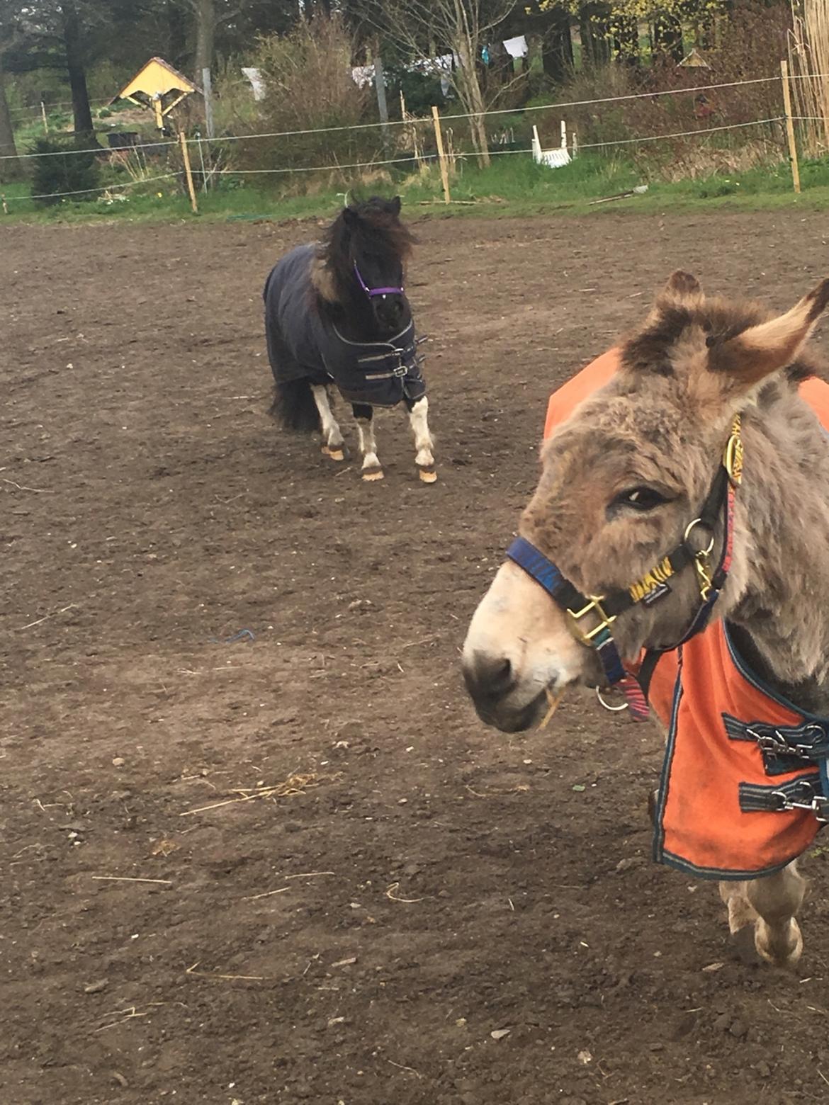 Shetlænder Pongo Bøf ( SOLGT ) billede 9