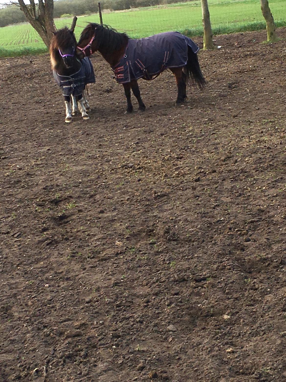 Shetlænder Pongo Bøf ( SOLGT ) billede 10