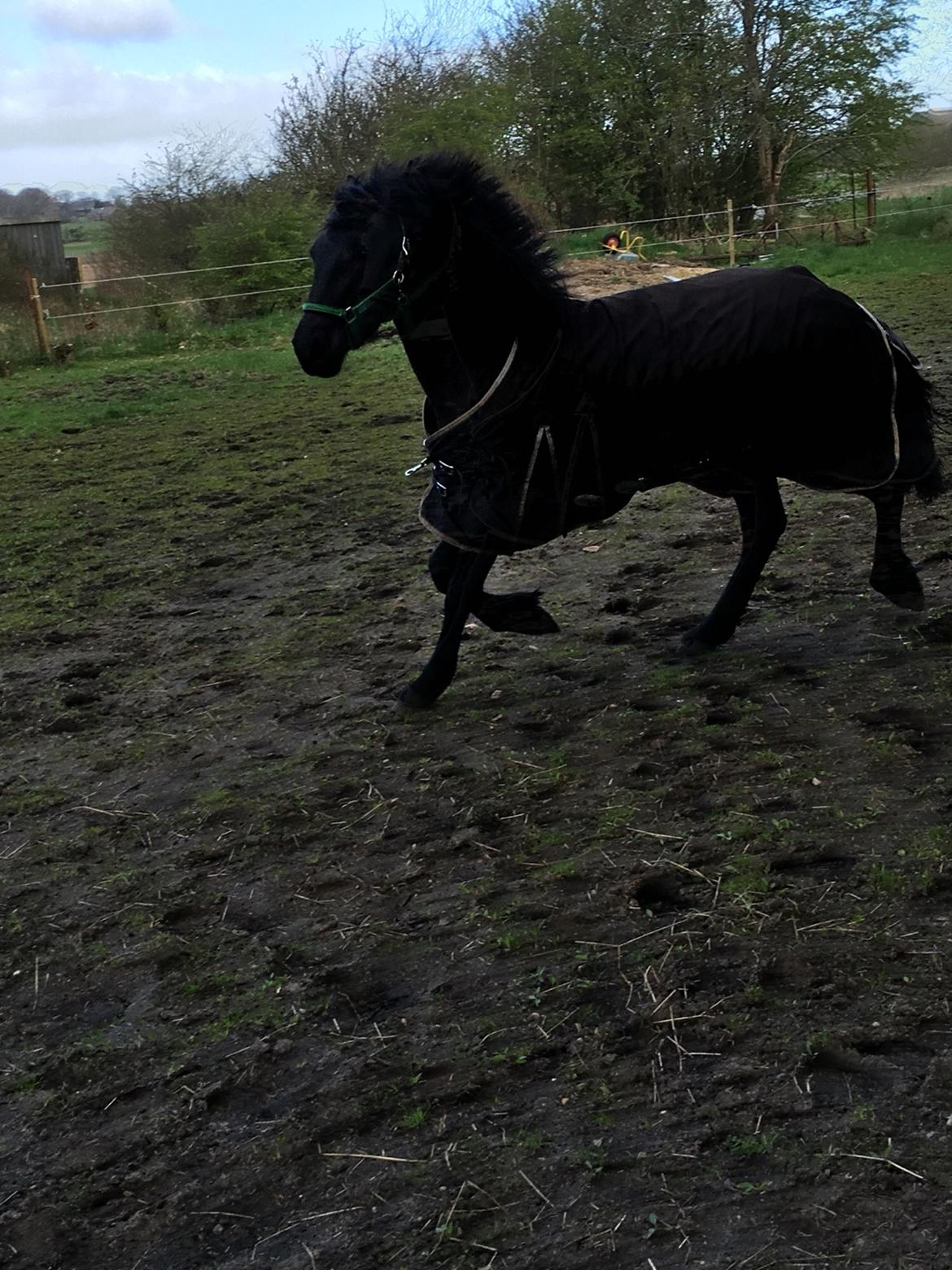 Frieser Vallentino De Chanel billede 16