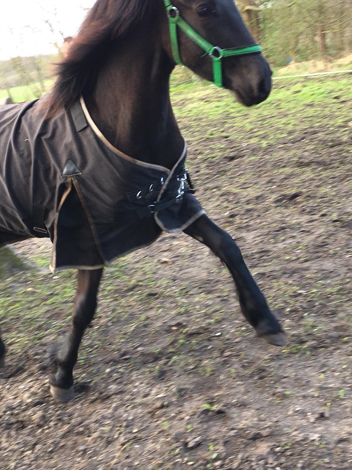 Frieser Vallentino De Chanel billede 15