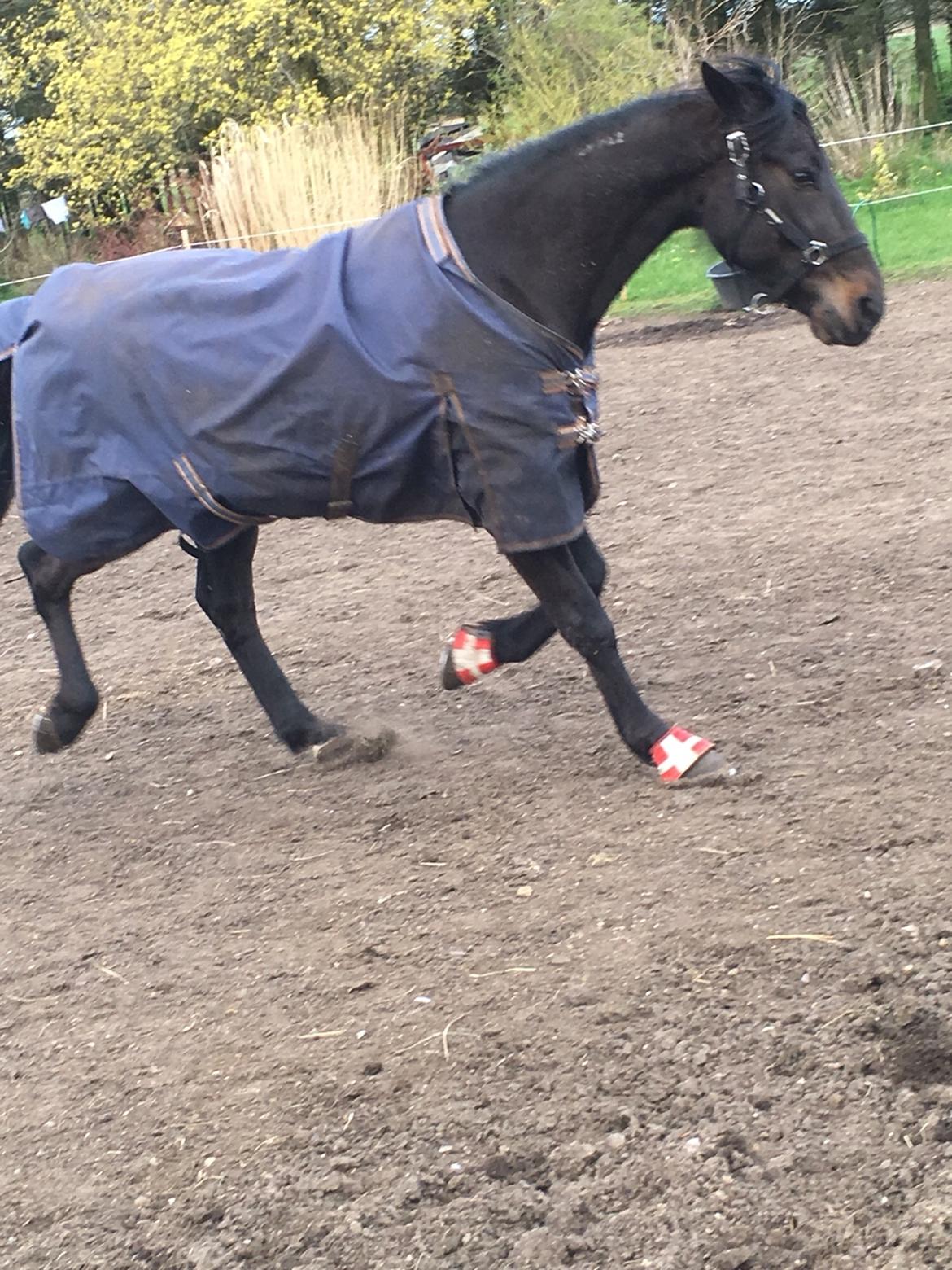 Traver I Wish Icould Fly ( evige græsmarker ) billede 17