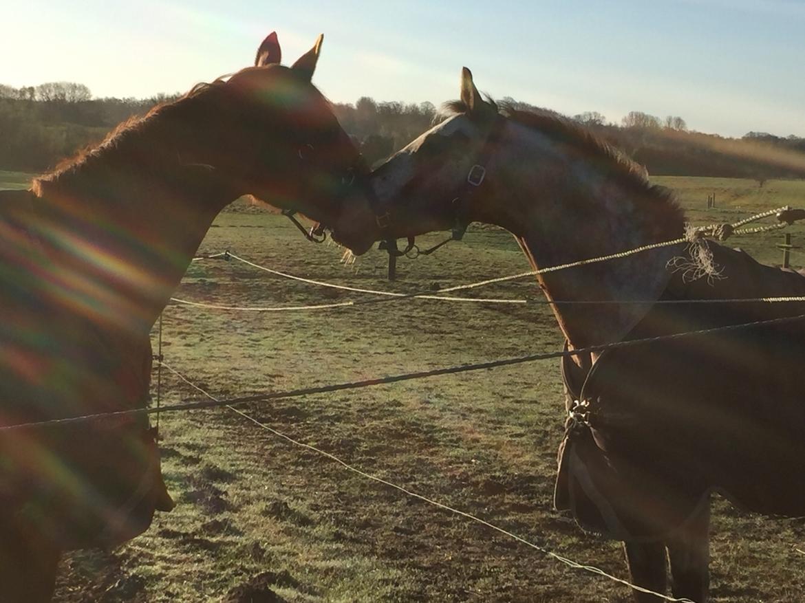 Anden særlig race Titon - Kong Triton SOLGT billede 31