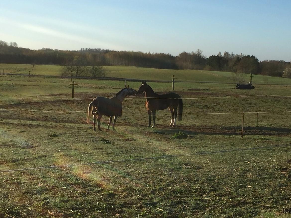 Anden særlig race Titon - Kong Triton SOLGT billede 32