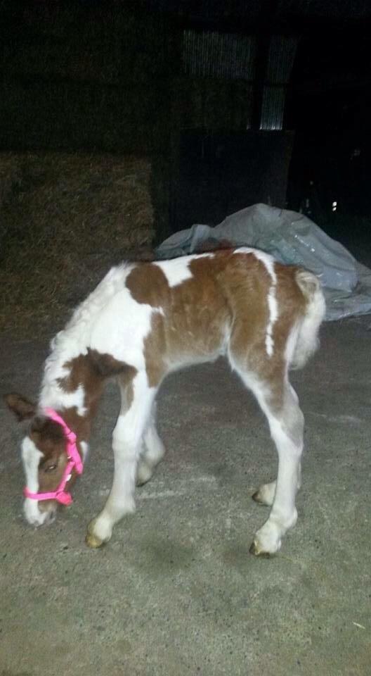 Irish Cob Klosters Loke R.i.p billede 2