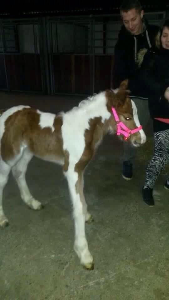 Irish Cob Klosters Loke R.i.p billede 3