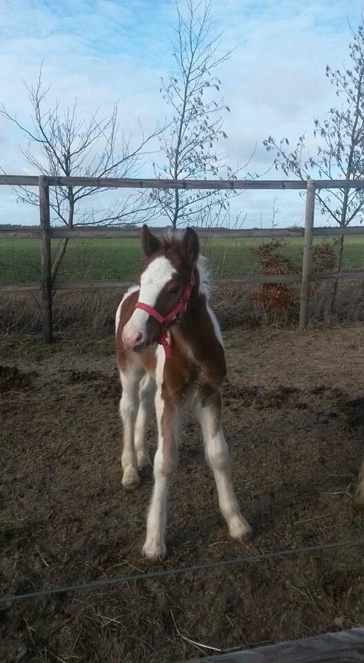 Irish Cob Klosters Loke R.i.p billede 4