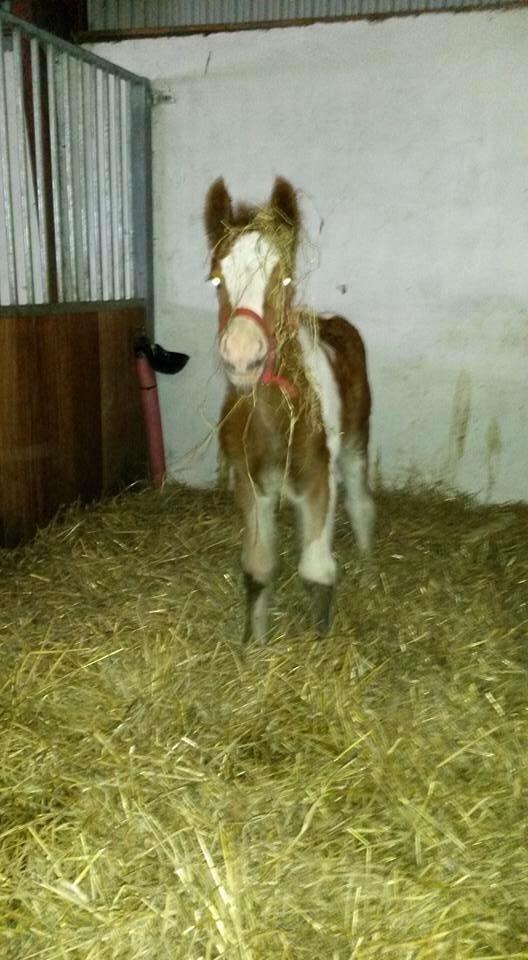 Irish Cob Klosters Loke R.i.p billede 7