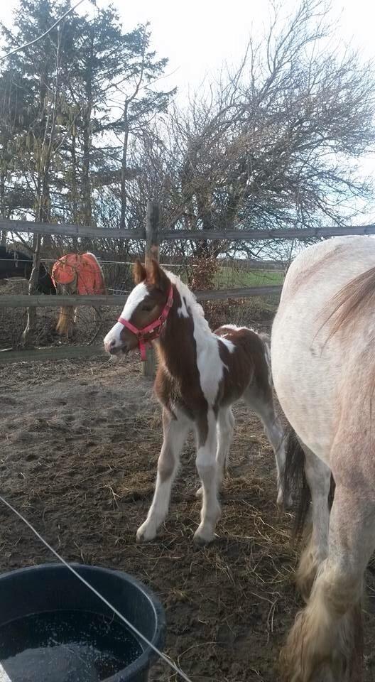 Irish Cob Klosters Loke R.i.p billede 6