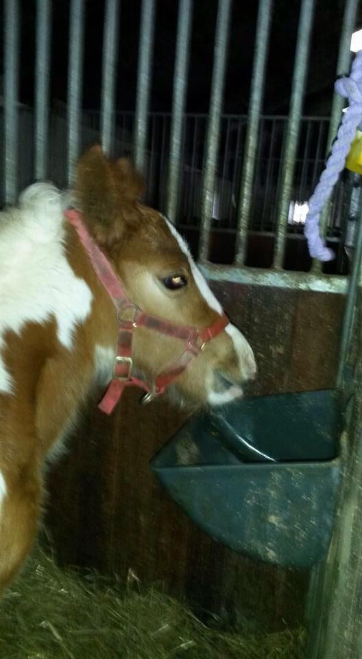 Irish Cob Klosters Loke R.i.p billede 8