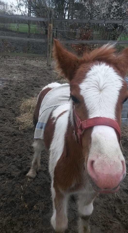 Irish Cob Klosters Loke R.i.p billede 9
