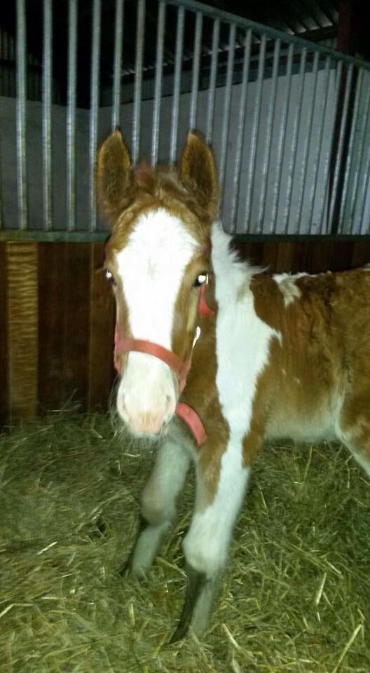 Irish Cob Klosters Loke R.i.p billede 10