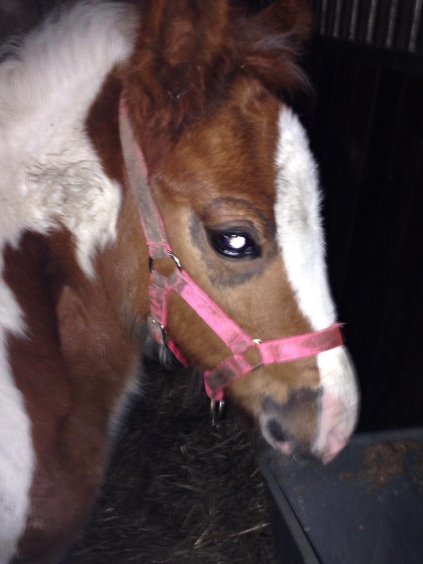 Irish Cob Klosters Loke R.i.p billede 11