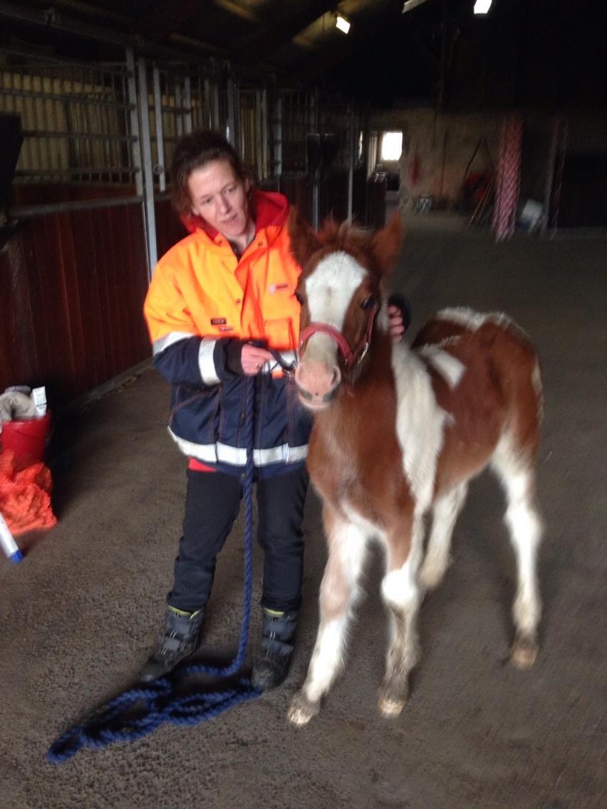 Irish Cob Klosters Loke R.i.p billede 12