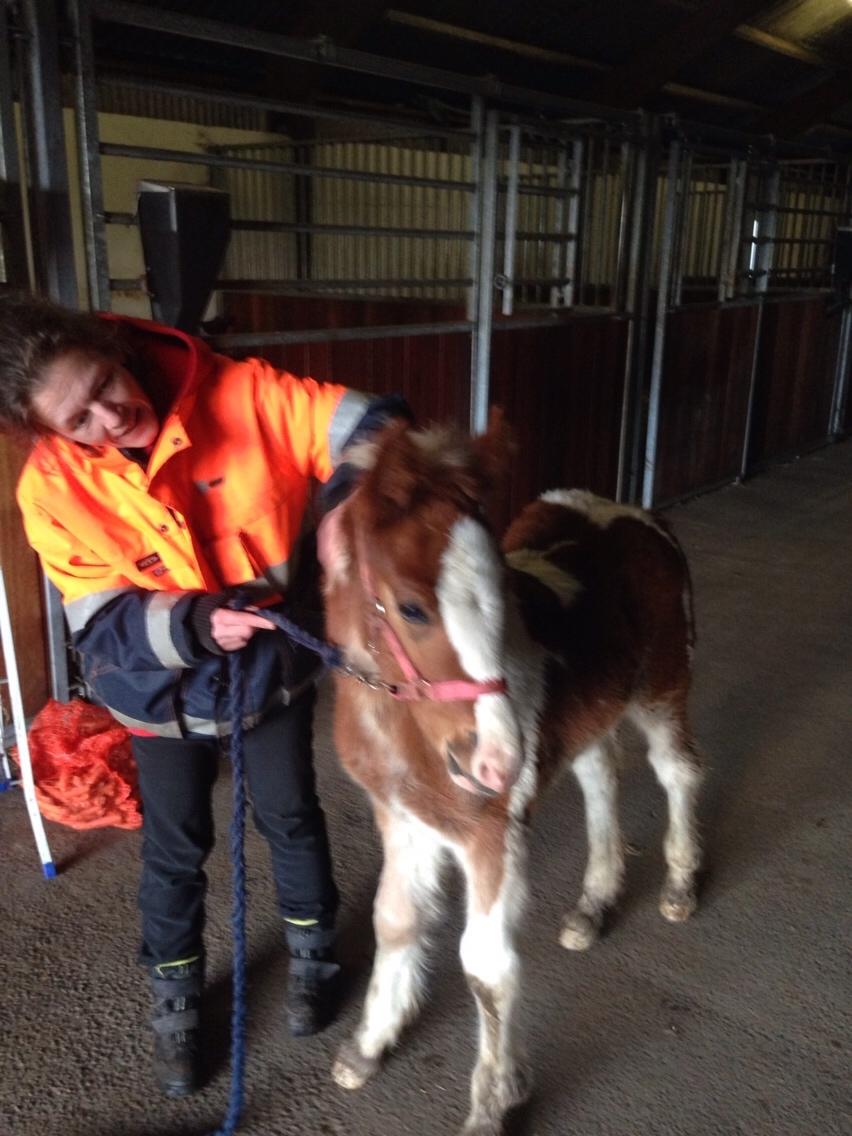Irish Cob Klosters Loke R.i.p billede 13