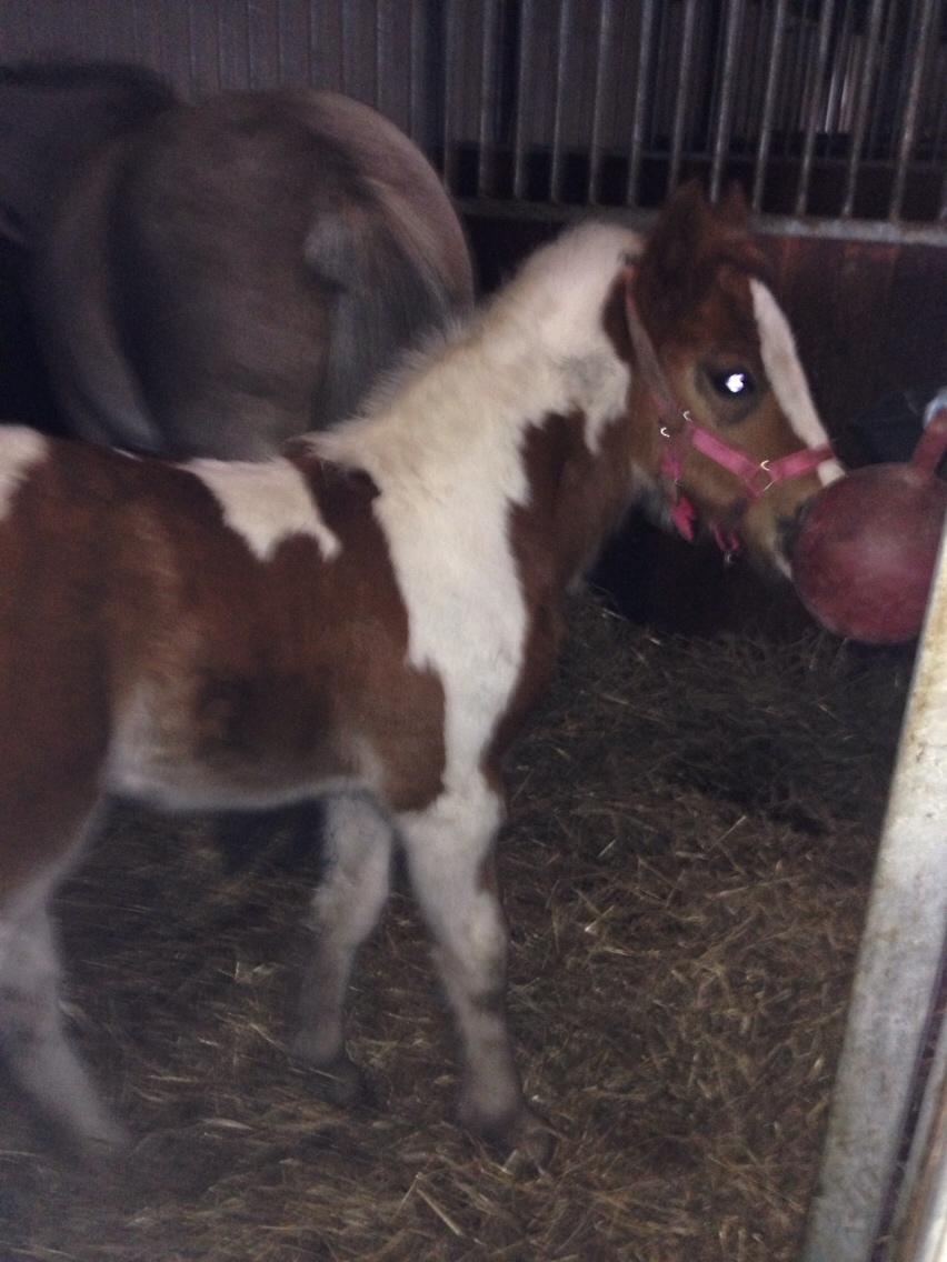 Irish Cob Klosters Loke R.i.p billede 14