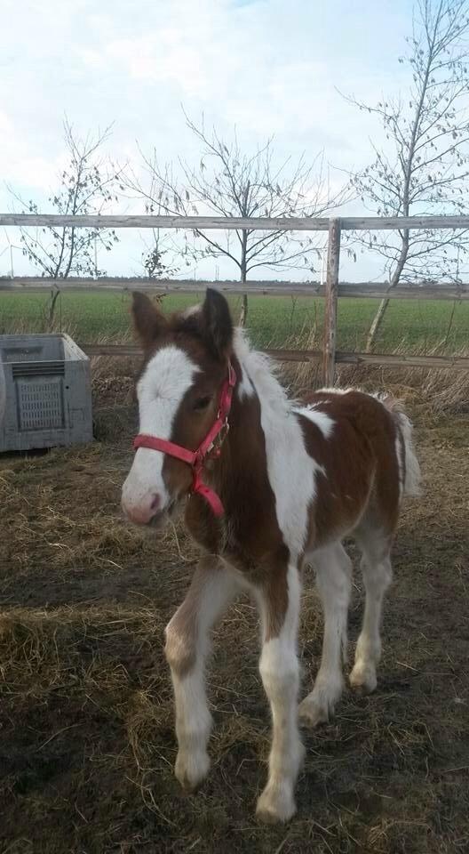 Irish Cob Klosters Loke R.i.p billede 15