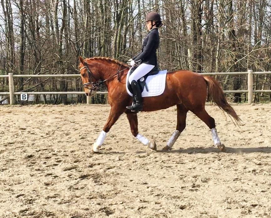 New Forest Nina (Ninja) billede 7