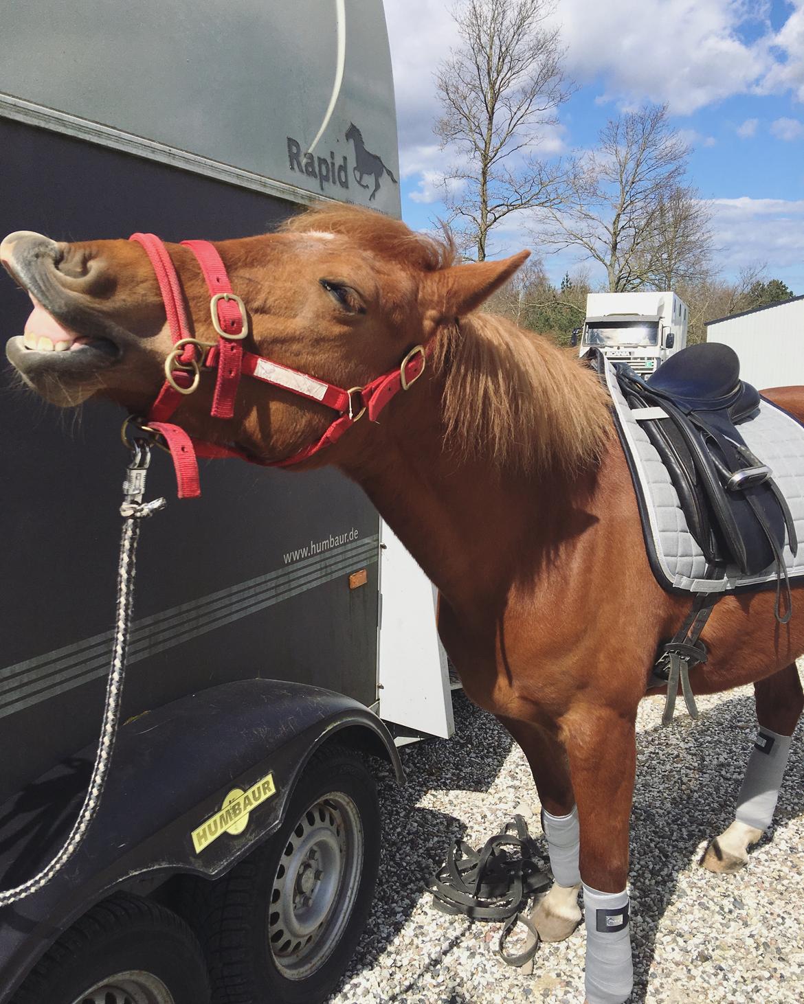 New Forest Nina (Ninja) billede 13