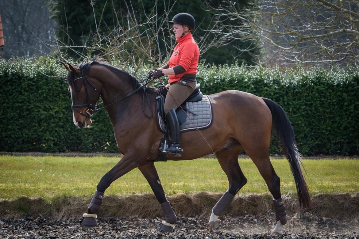 Dansk Varmblod Camarro SR billede 3