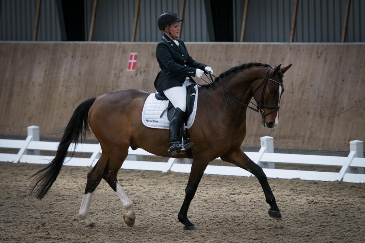 Dansk Varmblod Camarro SR billede 1